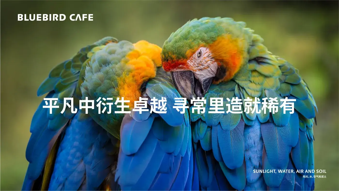 Bluebird Cafe 蓝鸟咖啡 完整提案第 17 页