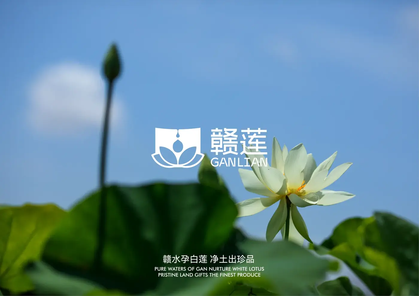 赣莲 完整提案第 1 页